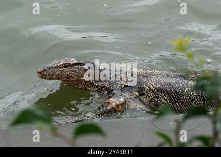 an goanna is swimming in the water from the park of Bangkok Stock Photo