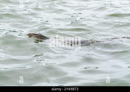 an goanna is swimming in the water from the park of Bangkok Stock Photo