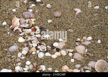 Sand beach with shells Stock Photo