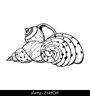 Spiral seashells line illustration of sea snail Stock Vector