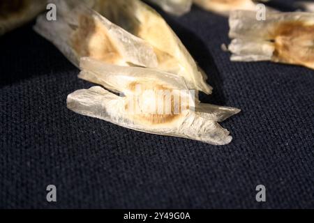 Drumstick (Moringa oleifera) seeds with three whitish, papery wings. Stock Photo