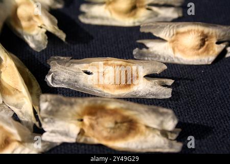 Drumstick (Moringa oleifera) seeds with three whitish, papery wings. Stock Photo