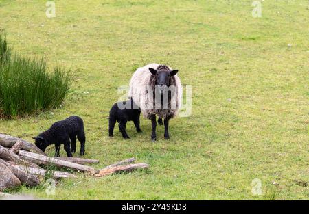 A black-faced ewe with thick wool stands on a grassy pasture, watching over her two black lambs in Connemara, Ireland. One lamb nurses while the other Stock Photo