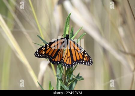 Orange and black wanderer monarch butterfly insect sitting on a plant Stock Photo