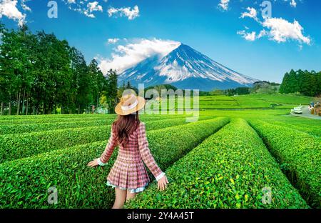 Tourist standing in green tea plantation in Shizuoka, Japan. Stock Photo