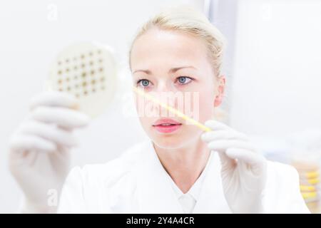 Scientist growing bacteria in petri dishes on agar gel as a part of scientific experiment. Corona virus pandemic concept. Development of virus treatment drug. Stock Photo