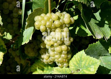 Chardonay, Chablis, Chabli, Champagne, Frankreich, Weisswein, ist ein Wein der hauptsaechlich in Frankreich angebaut wird. Chardonay, Chablis, Chabli, Stock Photo