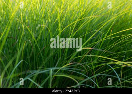 Green blades of grass illuminated by the setting sun. Beauty of nature. Green texture. Stock Photo