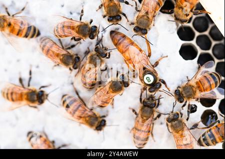 A queen honey bee surrounded by nurse bees on honey comb Stock Photo