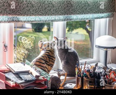 The Russian blue cat Pasha is sitting in the window with her friend porcelain tiger. photo: Bo Arrhed Stock Photo