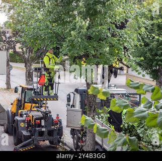 linden trees are pruned in Malmkoping, Sweden Stock Photo