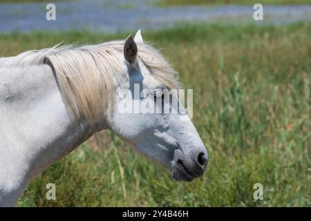 Head of a white Camargue horse insouthern France, Provence, Bouches-du-Rhône, symbol of freedom and tradition, calm, strong and robust horse Stock Photo