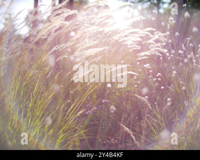 Autumn flowers and grass with blurred solar halo effect. An optical phenomenon of circular rainbow. Bokeh effect of the sun light. Glow ring reflectio Stock Photo