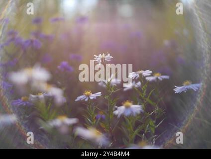 Autumn flowers and grass with blurred solar halo effect. An optical phenomenon of circular rainbow. Bokeh effect of the sun light. Glow ring reflectio Stock Photo