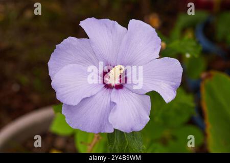 Hibiscus syriacus (Rose of Sharon) Shrub Althea. Hibiscus Paraplu Violet! Stock Photo