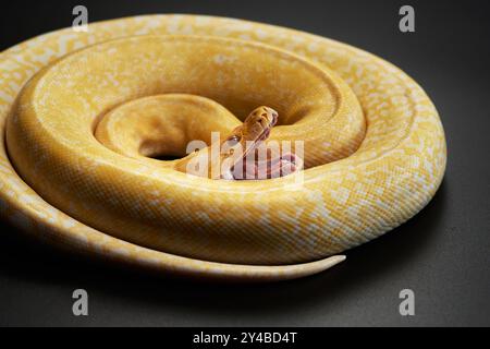 A close-up of an albino python resting on a branch, highlighting its unique yellow and white coloration. The snake is positioned in a tight coil Stock Photo
