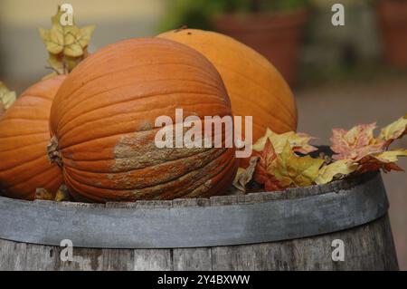 Pumpkins on a wooden barrel with maple leaves Stock Photo