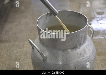 Filling milk Milk can Stock Photo