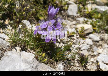 Chiltern gentian (Gentianella germanica) on rocky ground, Karwendel Mountains, Mittenwald, Werdenfelser Land, Upper Bavaria, Bavaria, Germany, Europe Stock Photo