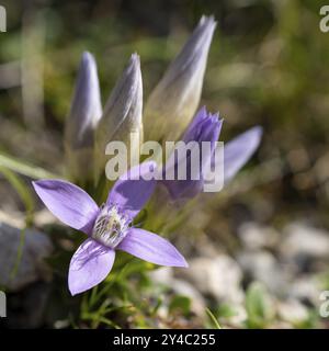 Chiltern gentian (Gentianella germanica) on rocky ground, Karwendel Mountains, Mittenwald, Werdenfelser Land, Upper Bavaria, Bavaria, Germany, Europe Stock Photo