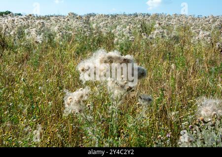 Wilted thistles in a field with lots of flying seeds Stock Photo