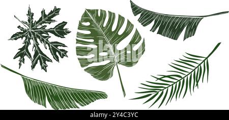 Palm leaves vector illustration. Drawing of set with green exotic tropical plants in etching style. Botanical Engraving of jungle foliage on isolated background for icon or logo. Stock Vector