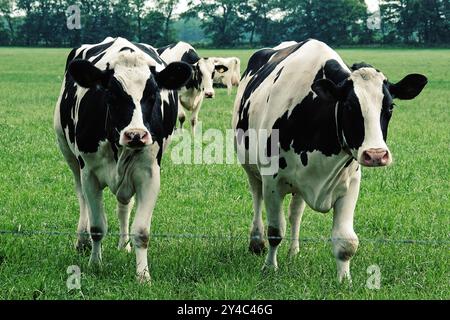 Two walking black and white holstein frisian cows. Curiousity is driving them Stock Photo