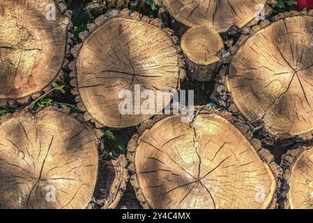 Background of stacked pine logs close up Stock Photo