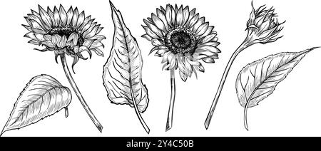 Sunflowers vector clip art set. Linear Drawing of autumn Flowers and leaves on isolated background for greeting cards and floral invitations. Black illustration of fall plants for oil production. Stock Vector