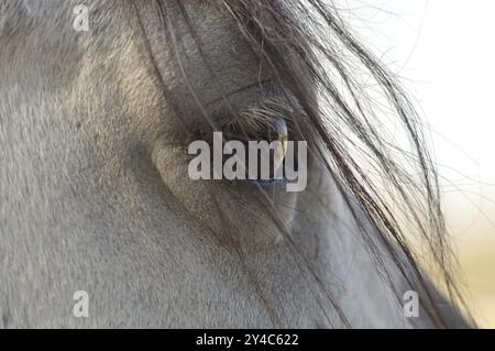 Auge weisses Pferd Stock Photo
