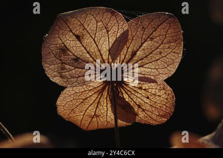 Leaf structure of a wilted garden hydrangea flower Stock Photo