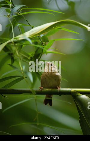 Red weaver bird female sitting on a branch and looking for partner Stock Photo