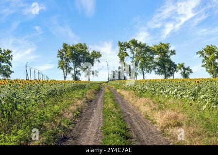 Country road through the field with sunflowers Stock Photo