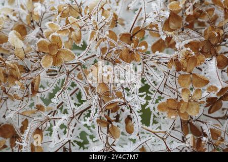 Withered garden hydrangea in the frost Stock Photo