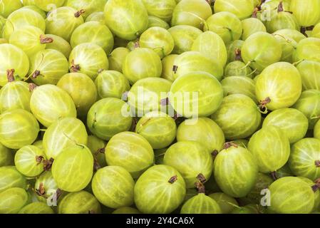 Background of fresh ripe green gooseberry close up Stock Photo