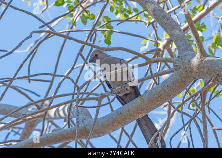 Grey Go Away Bird Hiding in the Branches near Nata, Botswana Stock Photo