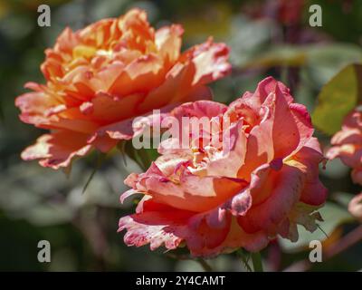 Macro shot of two orange-pink rose blossoms with warm sunlight, seppenrade, muensterland, germany Stock Photo