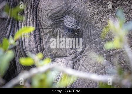 African elephant (Loxodonta africana) portrait, detail, close-up, Manyeleti Game Reserve, South Africa, Africa Stock Photo
