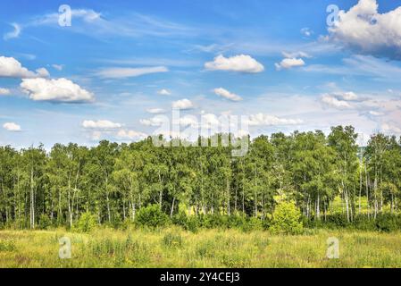 Birch grove and blue cloudy sky in summer Stock Photo