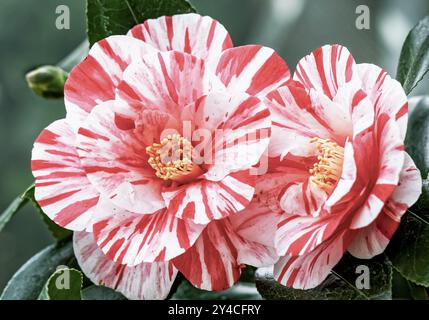 Red and white camellia, Camellia japonica L. 'Ezo, Nishiki' Stock Photo