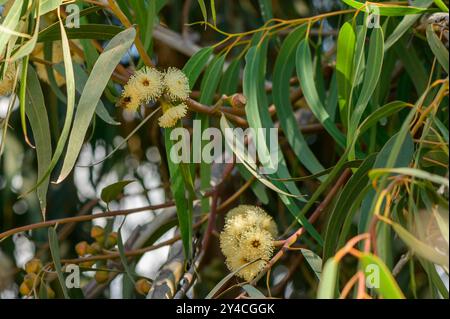 Close up of vibrant eucalyptus gum blossom against a green background Stock Photo