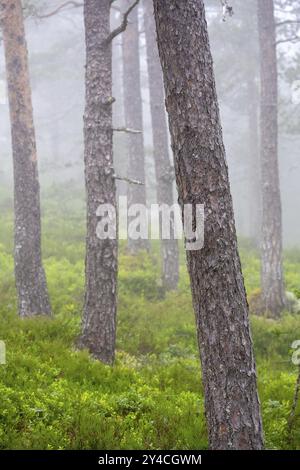 Foggy forest area with pine trees in Norway Stock Photo