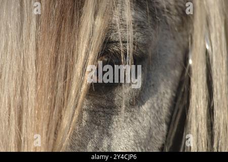Auge weisses Pferd Stock Photo