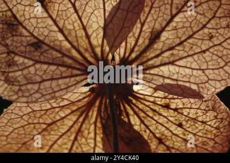 Leaf structure of a wilted garden hydrangea flower Stock Photo