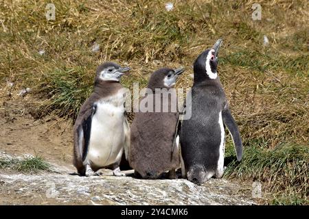 Family group of Magellanic Penguins on Magdalena Island, Chile. Stock Photo