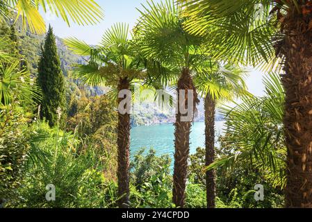 Palms and cypresses in Park of Villa Monastero in Varenna on lake Como, Italy, Europe Stock Photo