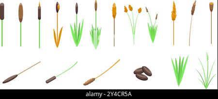 Grass reed icons set. Set of cattail plants growing in different stages Stock Vector