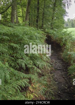 A forest path surrounded by ferns, leading through dense vegetation, vreden, muensterland, germany Stock Photo