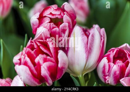 Double-flowered early tulip Peach Blossom Stock Photo