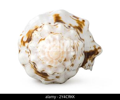 Front view of shell isolated on a white background Stock Photo